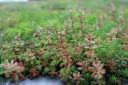 roof-sedum-after-rain.jpg